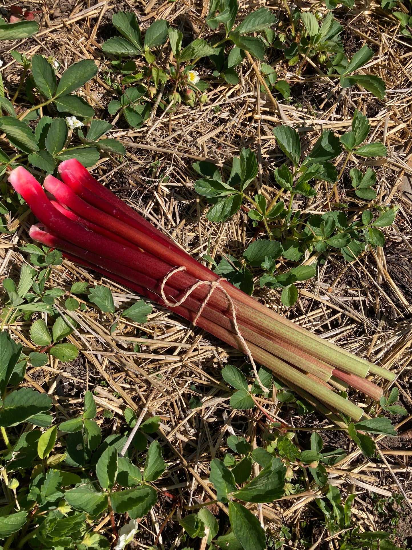 Fresh Rhubarb, 1 lb.
