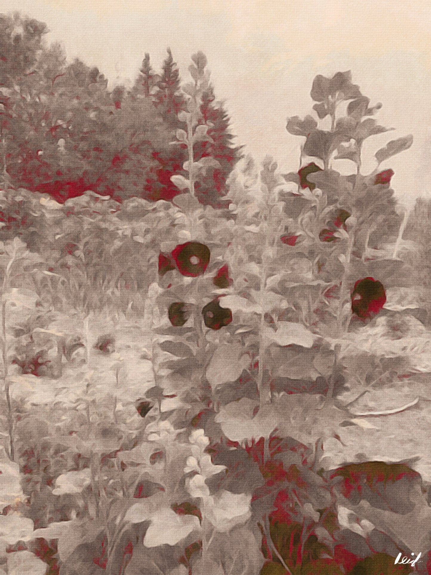 Art Card - Hollyhocks, Blank, pack of 5