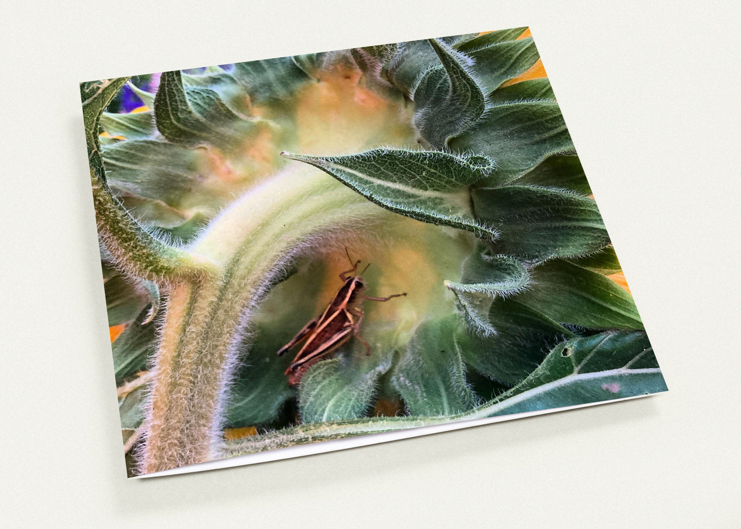 Art Card, Grasshopper + Sunflower, set of 3